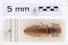 Foto (Dorsalansicht) von Athous (Haplathous) subfuscus (O. F. Müller, 1764) (NHMW-ZOO-COL-0007807)